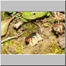 Ctenichneumon panzeri - Schupfwespe w02c 14mm - OS-Hasbergen Lehmhuegel-fdet02.jpg